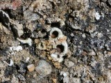 Akytoji solorina (lot. Solorina spongiosa, angl. Powdered Loop Lichen, Hypotrachyna Lichen)