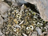 Akytoji solorina (lot. Solorina spongiosa, angl. Powdered Loop Lichen, Hypotrachyna Lichen)