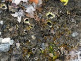 Akytoji solorina (lot. Solorina spongiosa, angl. Powdered Loop Lichen, Hypotrachyna Lichen)
