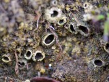 Akytoji solorina (lot. Solorina spongiosa, angl. Powdered Loop Lichen, Hypotrachyna Lichen)