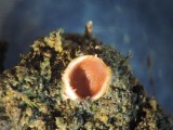 Akytoji solorina (lot. Solorina spongiosa, angl. Powdered Loop Lichen, Hypotrachyna Lichen)