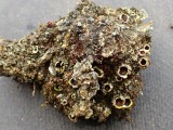 Akytoji solorina (lot. Solorina spongiosa, angl. Powdered Loop Lichen, Hypotrachyna Lichen)