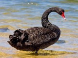 Juodoji gulbė (lot. Cygnus atratus, angl. Black Swan)