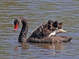 Juodoji gulbė (lot. Cygnus atratus, angl. Black Swan)