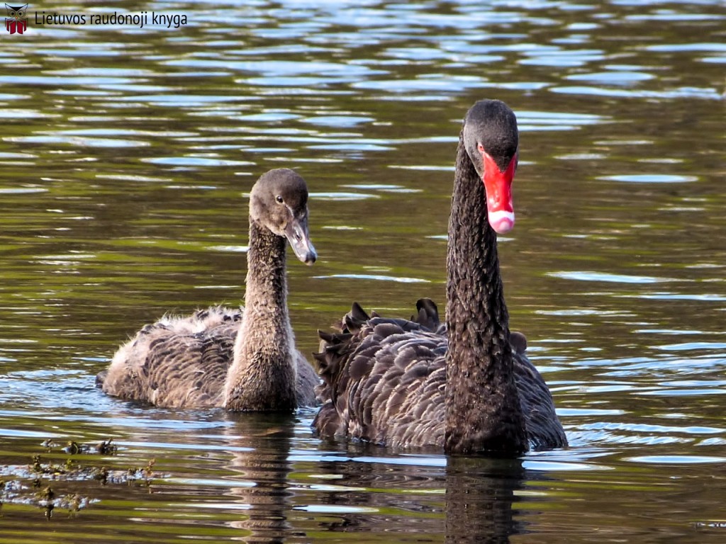 Juodoji gulbė (lot. Cygnus atratus, angl. Black Swan)