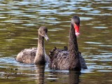Juodoji gulbė (lot. Cygnus atratus, angl. Black Swan)
