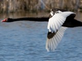 Juodoji gulbė (lot. Cygnus atratus, angl. Black Swan)