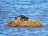 Juodoji gulbė (lot. Cygnus atratus, angl. Black Swan)