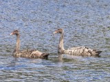 Juodoji gulbė (lot. Cygnus atratus, angl. Black Swan)