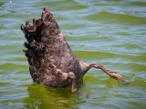 Juodoji gulbė (lot. Cygnus atratus, angl. Black Swan)