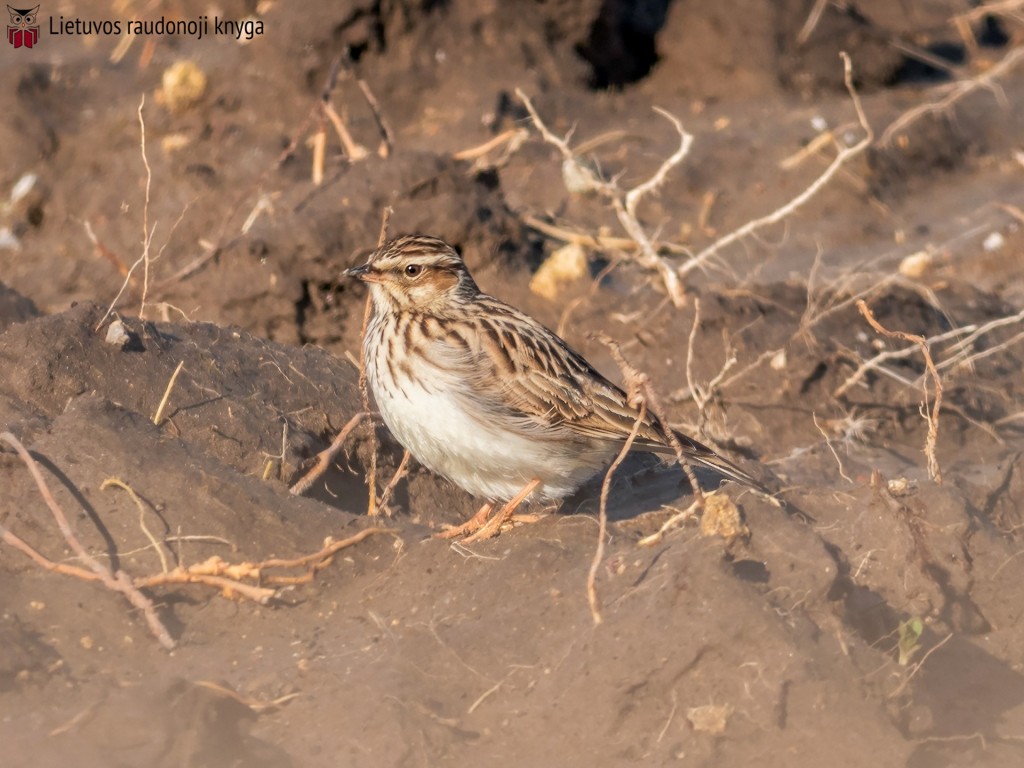 Lygutė (lot. Lullula arborea, angl. Woodlark)