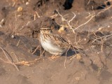 Lygutė (lot. Lullula arborea, angl. Woodlark)