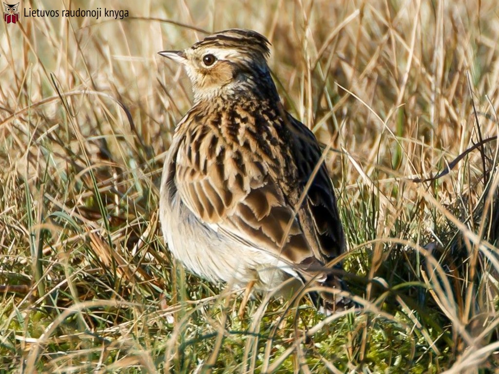 Lygutė (lot. Lullula arborea, angl. Woodlark)