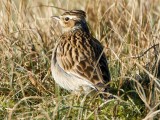 Lygutė (lot. Lullula arborea, angl. Woodlark)
