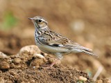 Lygutė (lot. Lullula arborea, angl. Woodlark)