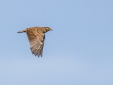 Lygutė (lot. Lullula arborea, angl. Woodlark)