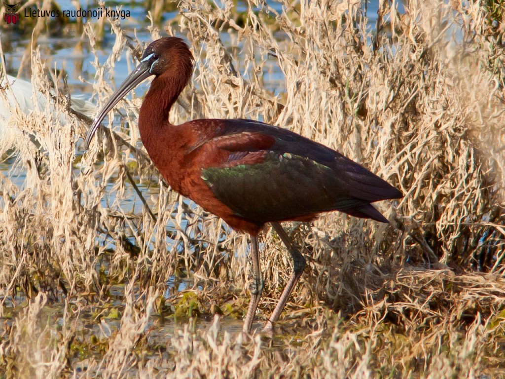 Rudasis ibis (lot. Plegadis falcinellus, angl. Glossy Ibis) 