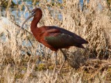 Rudasis ibis (lot. Plegadis falcinellus, angl. Glossy Ibis) 
