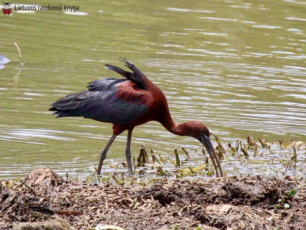 Rudasis ibis (lot. Plegadis falcinellus, angl. Glossy Ibis) 