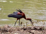 Rudasis ibis (lot. Plegadis falcinellus, angl. Glossy Ibis) 