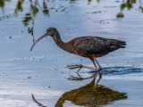Rudasis ibis (lot. Plegadis falcinellus, angl. Glossy Ibis) 