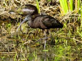 Rudasis ibis (lot. Plegadis falcinellus, angl. Glossy Ibis) 
