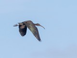 Rudasis ibis (lot. Plegadis falcinellus, angl. Glossy Ibis) 