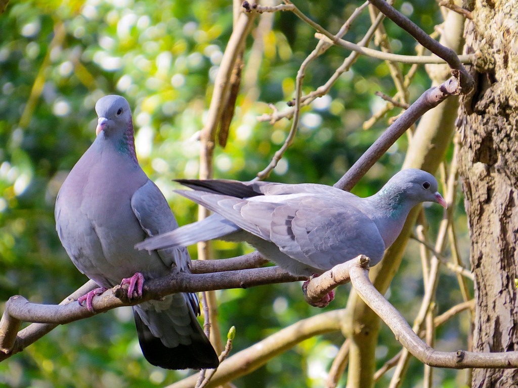 Uldukas (lot. Columba oenas, angl. Stock Dove, vok. Hohltaube)