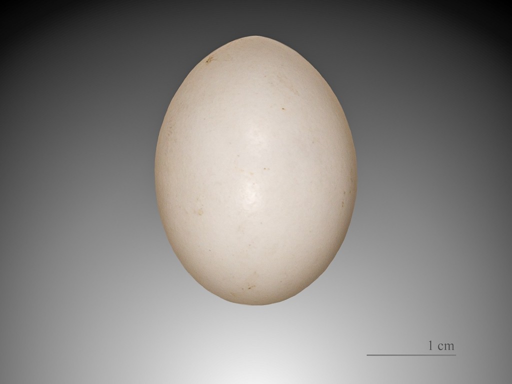 Purplelis (lot. Streptopelia turtur, angl. European Turtle-dove, Turtle Dove, vok. Turteltaube)