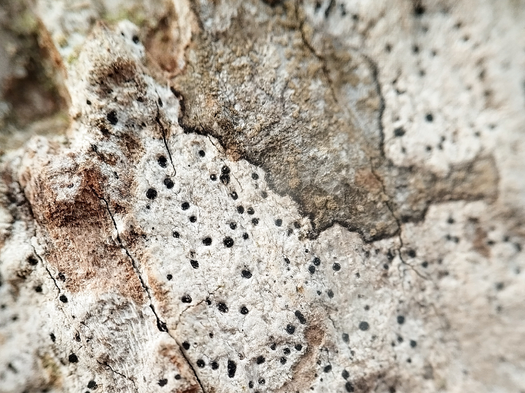 Ąžuolinė baktrospora (lot. Bactrospora dryina, angl. Bactrospora Lichen)