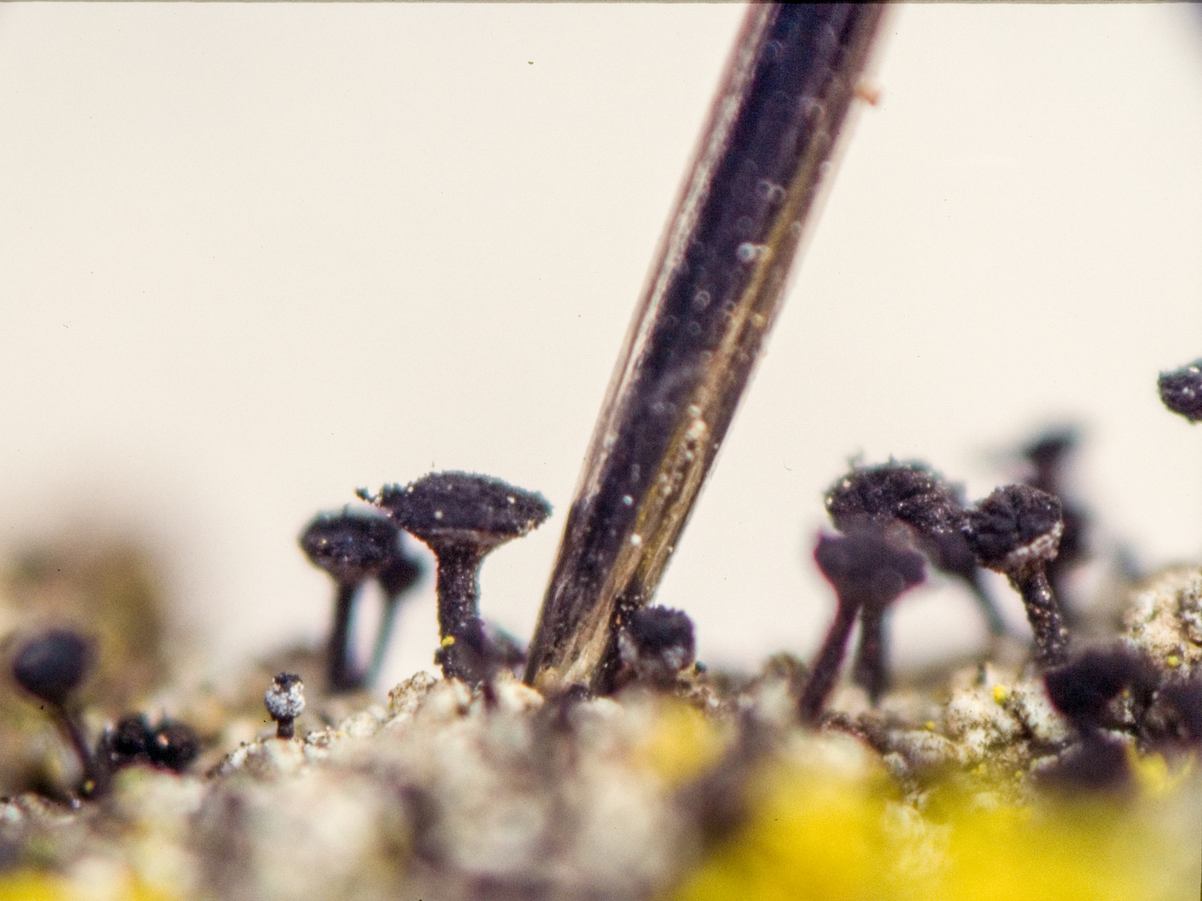 Ąžuolinė taurenė (lot. Calicium quercinum, angl. Spike Lichen)