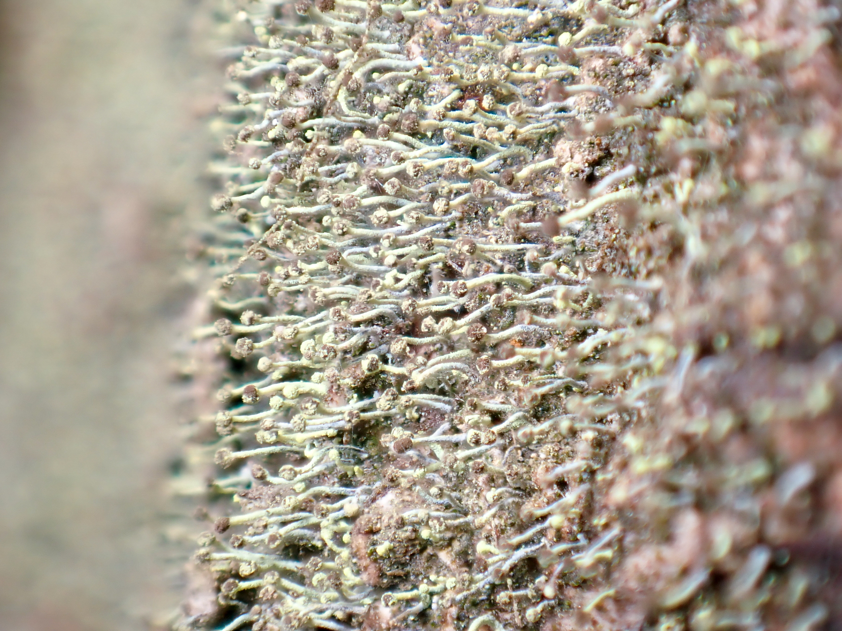 Atsišakojančioji žiovenė (lot. Chaenotheca brachypoda, angl. Gilded whiskers)