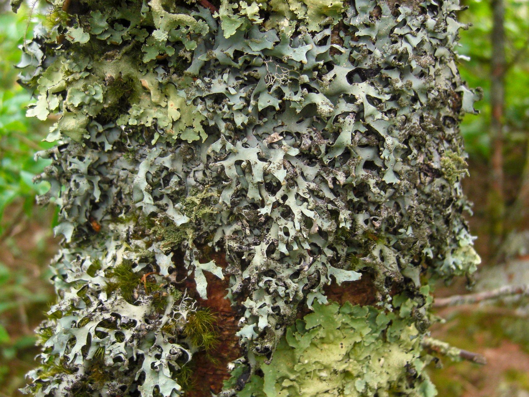 Alksninė hipotrachina (lot. Hypotrachyna revoluta, angl. Powdered Loop Lichen, Hypotrachyna Lichen)