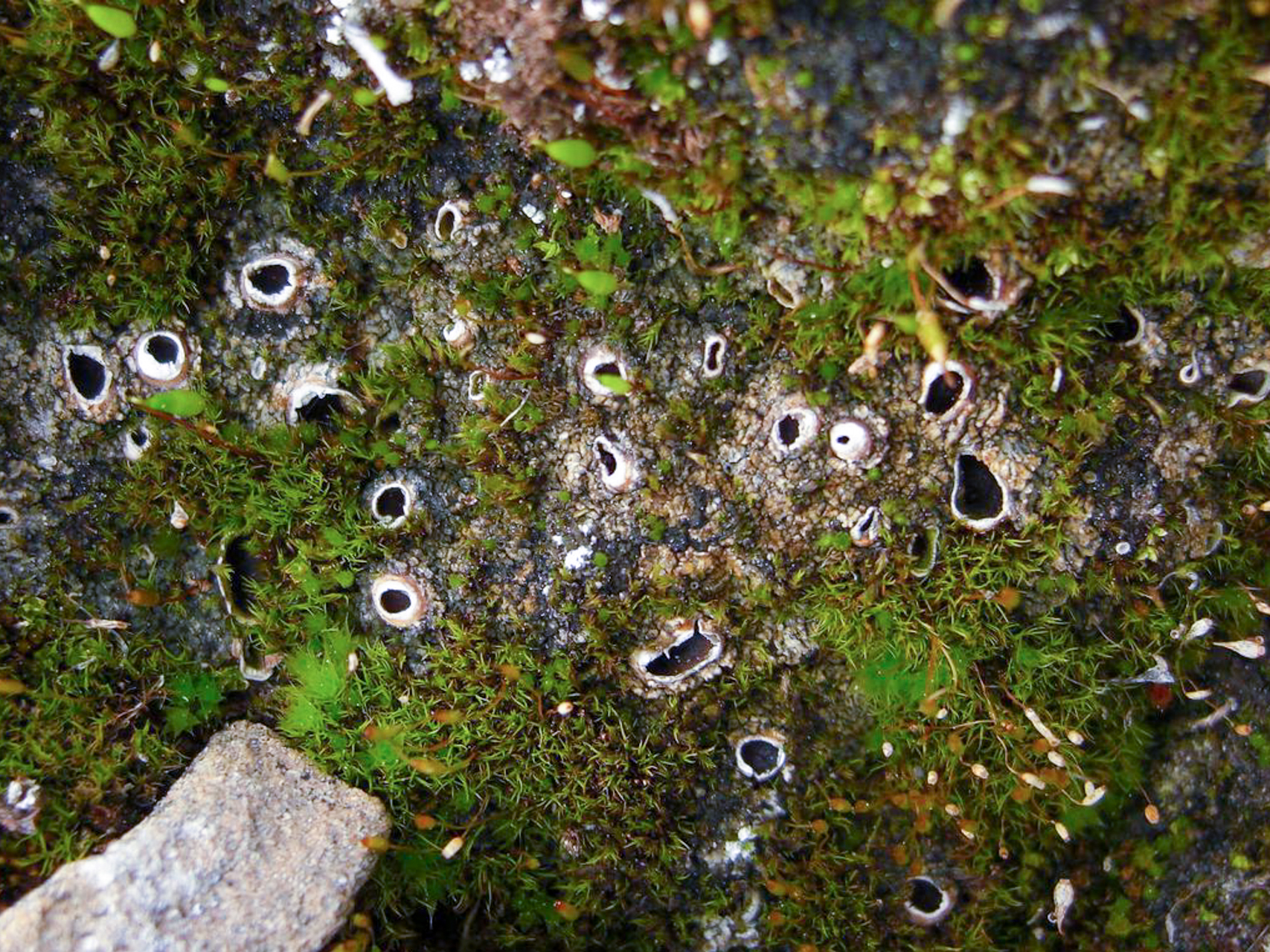 Akytoji solorina (lot. Solorina spongiosa, angl. Fringed chocolate chip lichen)