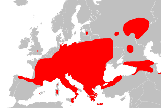 Didžiosios miegapelės paplitimas Europoje