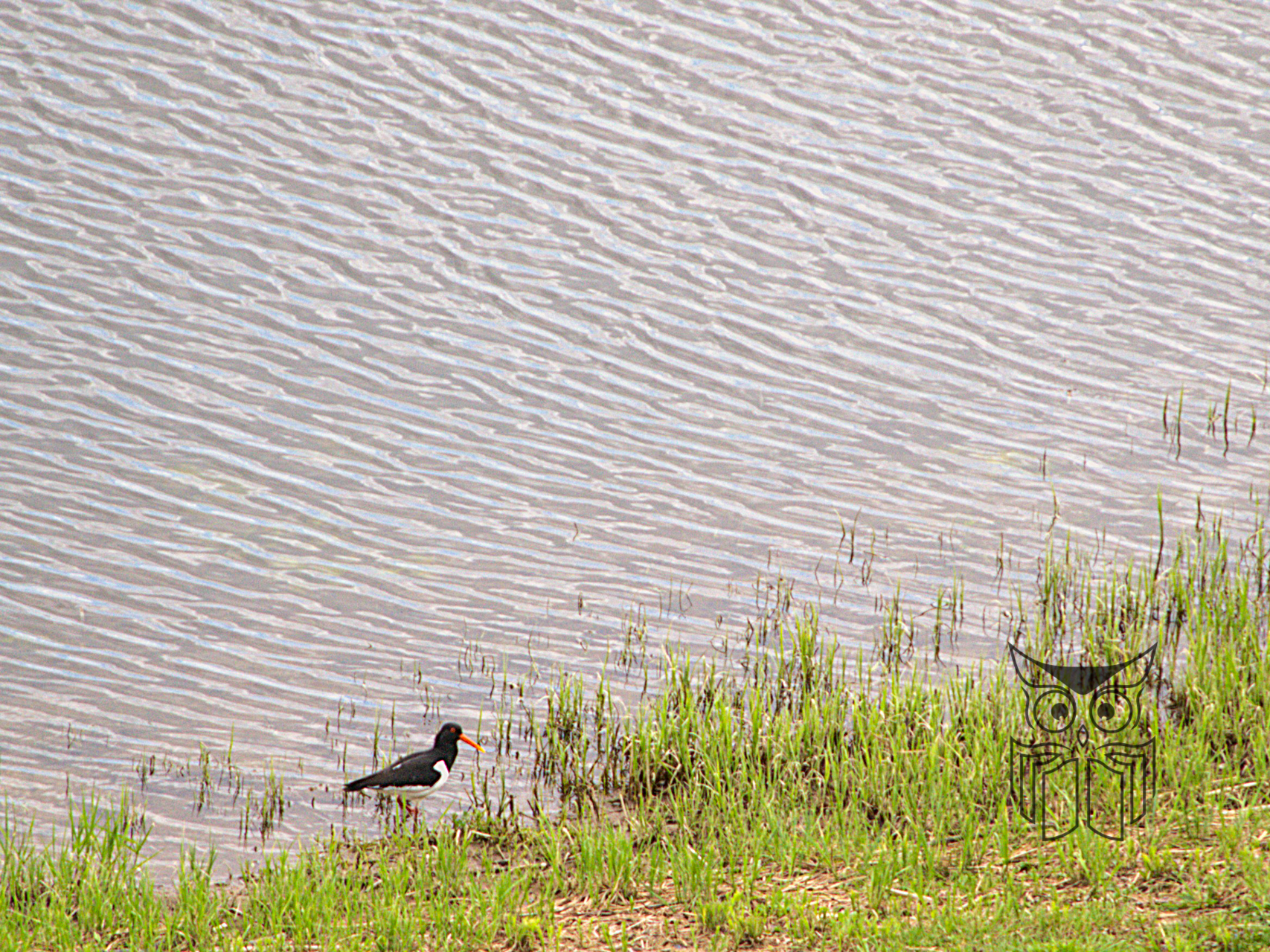 Eurazinė jūršarkė (lot. Haematopus ostralegus) / Nuotr. Rolandas Sarmantas / ©